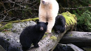 Beruang putih. Foto: Brightside