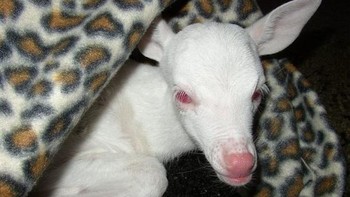 Anak kancil. Foto: Brightside