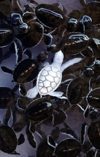fotoinet hewan albino langka mengagumkan