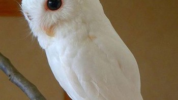 Burung hantu. Foto: Brightside