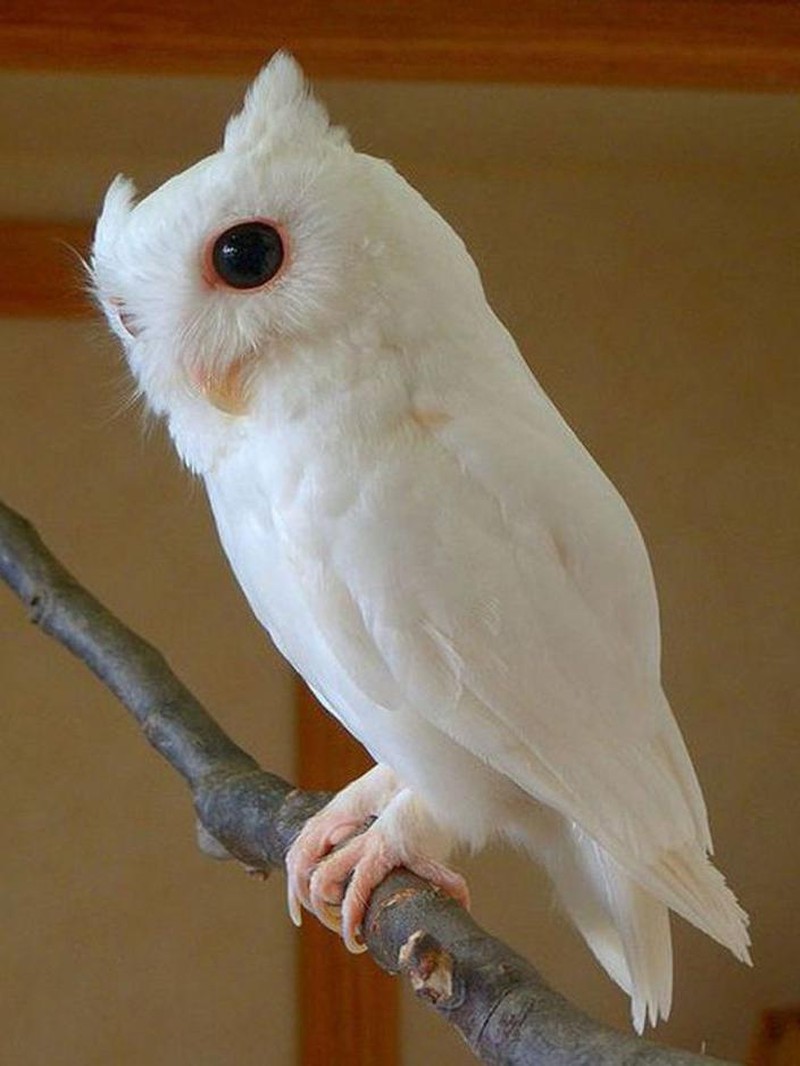 fotoinet hewan albino langka mengagumkan