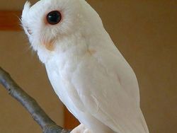 Kumpulan Hewan Albino yang Langka nan Mengagumkan