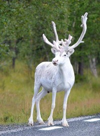 fotoinet hewan albino langka mengagumkan