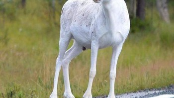 Rusa sampai tanduknya pun berwarna putih. Foto: Brightside