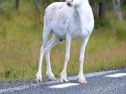 Kumpulan Hewan Albino yang Langka nan Mengagumkan