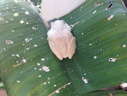 Kumpulan Hewan Albino yang Langka nan Mengagumkan