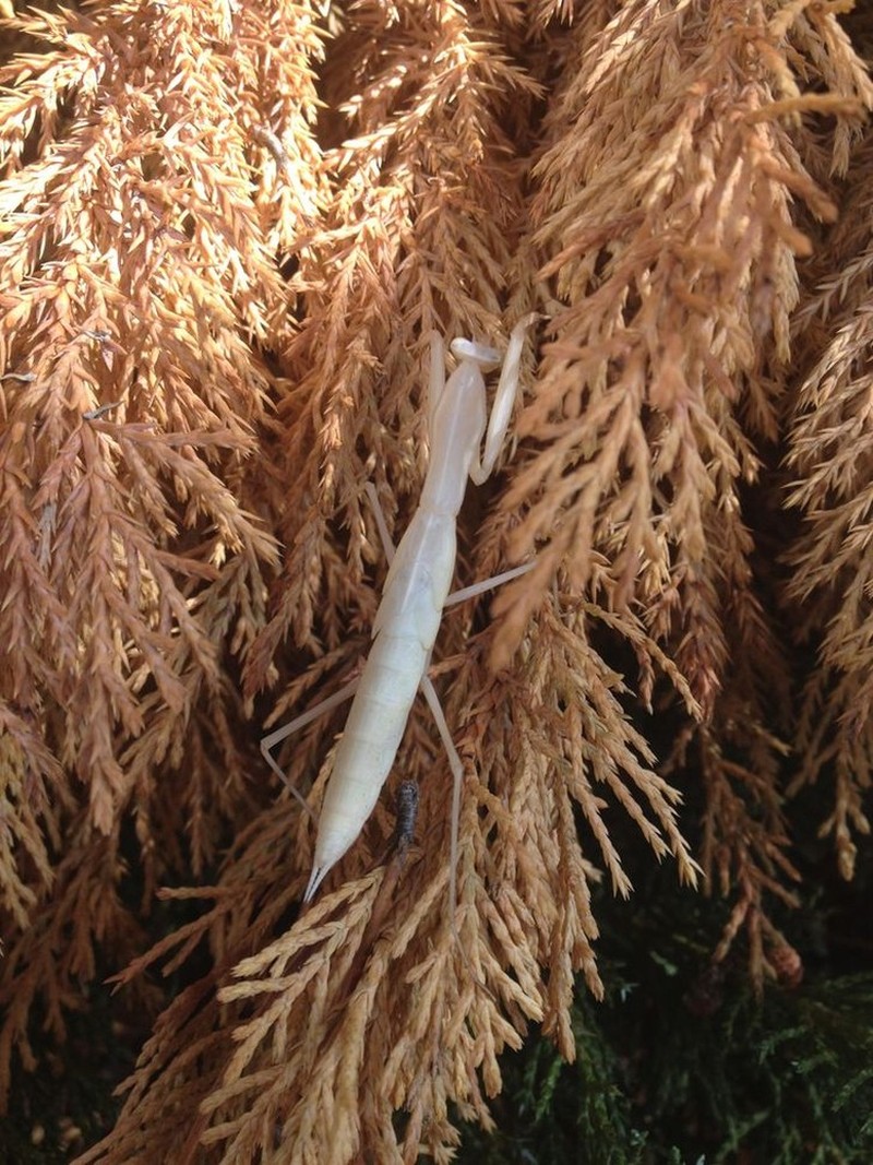 fotoinet hewan albino langka mengagumkan