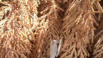 Belalang. Foto: Brightside