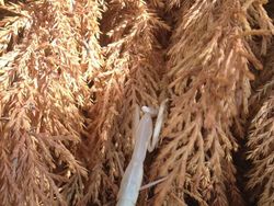 Kumpulan Hewan Albino yang Langka nan Mengagumkan