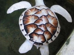 Kumpulan Hewan Albino yang Langka nan Mengagumkan