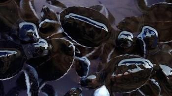 Kura-kura yang beda sendiri dengan temannya. Foto: Brightside