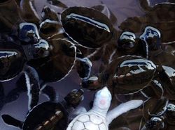 Kumpulan Hewan Albino yang Langka nan Mengagumkan