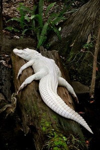 fotoinet hewan albino langka mengagumkan