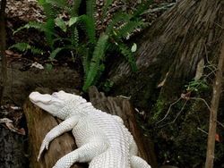 Kumpulan Hewan Albino yang Langka nan Mengagumkan