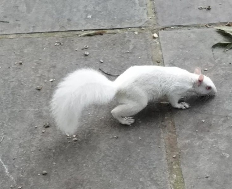 fotoinet hewan albino langka mengagumkan fotoinet hewan albino langka mengagumkan