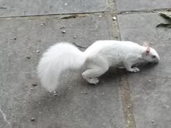 Kumpulan Hewan Albino yang Langka nan Mengagumkan