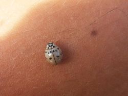 Kumpulan Hewan Albino yang Langka nan Mengagumkan