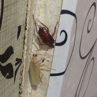 fotoinet hewan albino langka mengagumkan