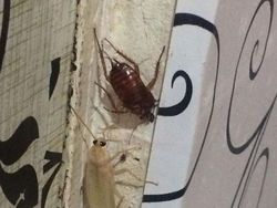 Kumpulan Hewan Albino yang Langka nan Mengagumkan