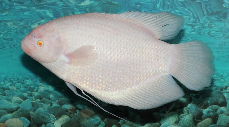 fotoinet hewan albino langka mengagumkan fotoinet hewan albino langka mengagumkan