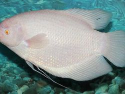 Kumpulan Hewan Albino yang Langka nan Mengagumkan