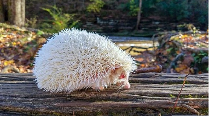 fotoinet hewan albino langka mengagumkan