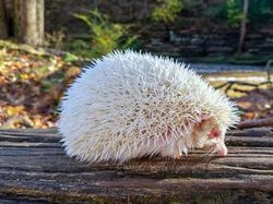 Kumpulan Hewan Albino yang Langka nan Mengagumkan