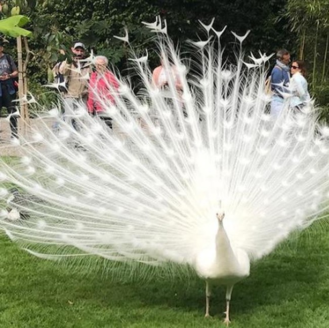 Penampakan Dramatis Hewan-hewan Albino