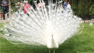 Penampakan Dramatis Hewan-hewan Albino