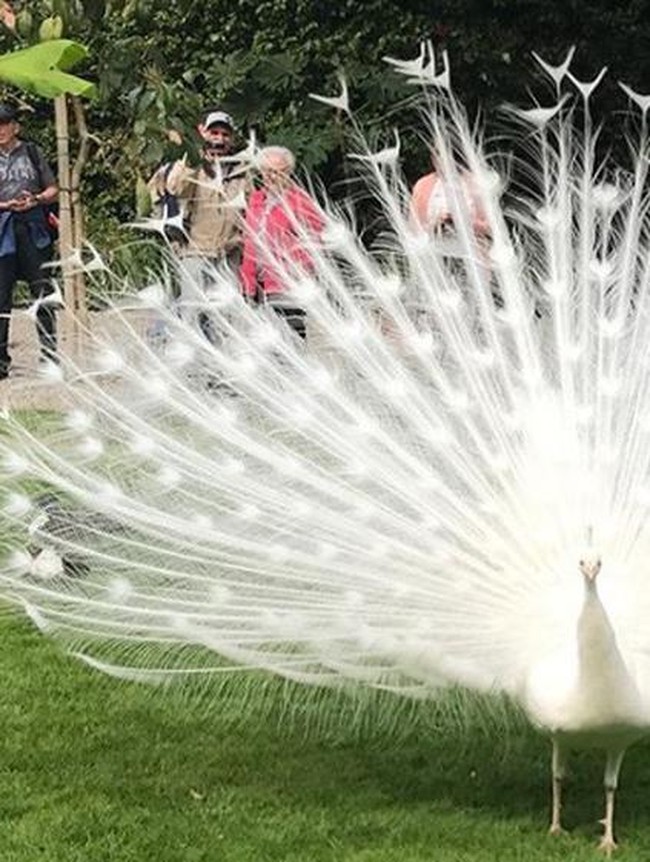 Penampakan Dramatis Hewan-hewan Albino