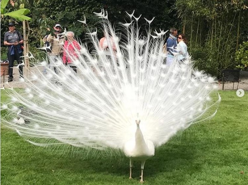 fotoinet hewan albino langka mengagumkan