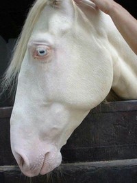 fotoinet hewan albino langka mengagumkan