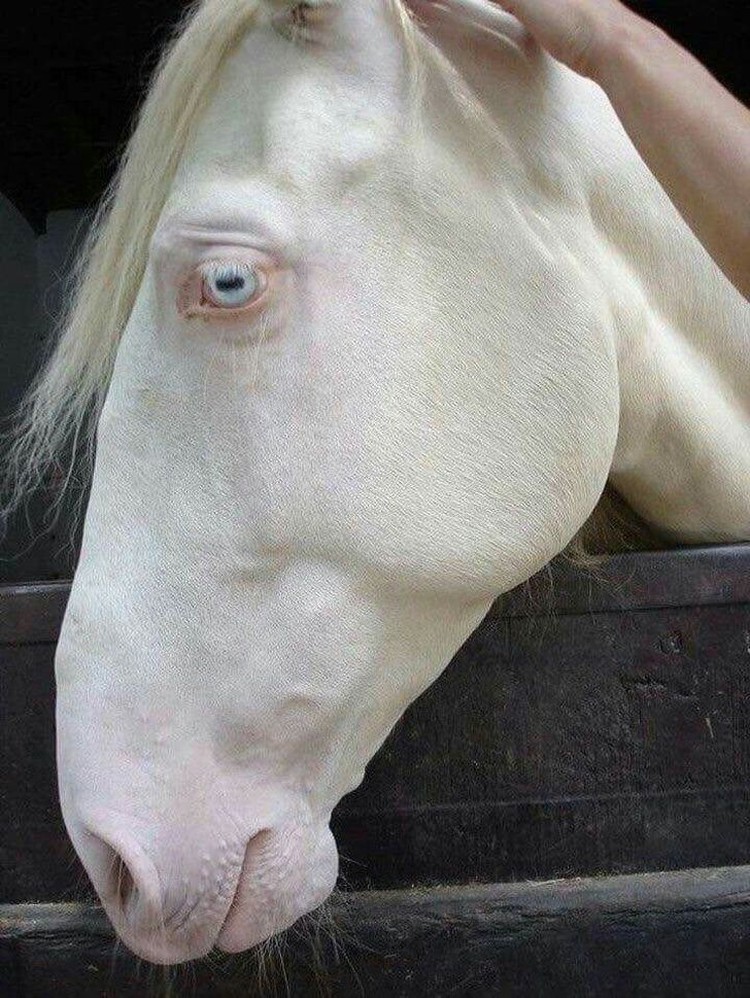 fotoinet hewan albino langka mengagumkan fotoinet hewan albino langka mengagumkan