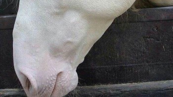 Kuda, tak hanya kulit rambutnya pun juga berwarna putih. Foto: Brightside