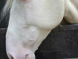 Kumpulan Hewan Albino yang Langka nan Mengagumkan