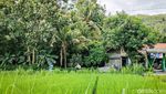 Ini Jalur Intake Kalibawang Kulon Progo, Trek Gowes Hits di Jogja