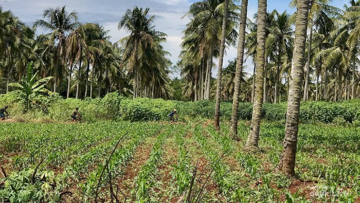 Terkadang kita akan melewati area dengan pemandangan menakjubkan seperti jejeran pohon kelapa serupa di pantai