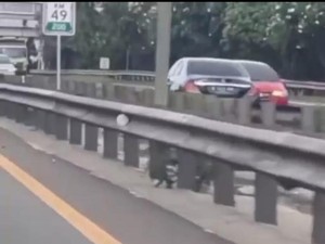 Viral Pengemudi Mercy Lawan Arah di Tol, Ini Beda Demensia Vs Pikun
