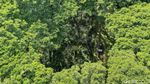 Wuling Almaz Menembus Hutan De Djawatan