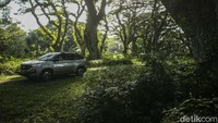 Daya pikat utama dari Hutan De Djawatan adalah pepohonan trembesi berusia ratusan tahun yang masih kokoh berdiri.