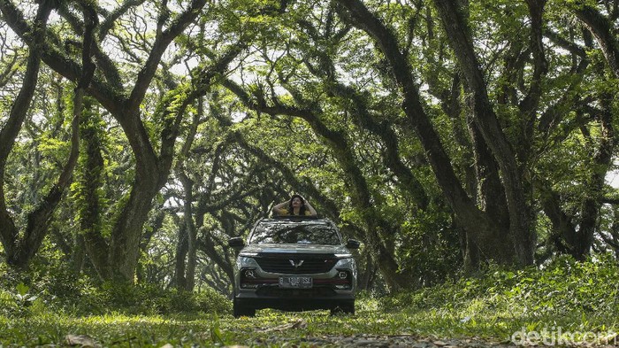 Wuling Almaz Menembus Hutan De Djawatan Hutan De Djawatan merupakan destinasi populer di Banyuwangi. Begini saat detikcom dalam Ekspedisi 3.000 Kilometer bersama Wuling menembus tengah Hutan De Djawatan.