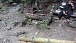 Potret Biawak Jinak di Mata Air Gua Cirengganis Pangandaran