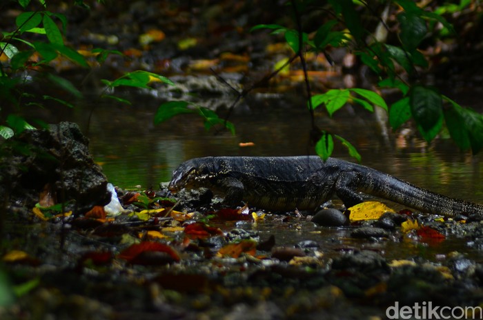 Biawak di sekitar gua Cirengganis Cagar alam Pangandaran menambah daya tarik. Biawak di sekitar gua Cirengganis Cagar alam Pangandaran menambah daya tarik.