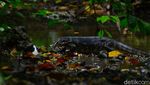 Potret Biawak Jinak di Mata Air Gua Cirengganis Pangandaran