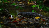Terlepas dari mitos tentang khasiat air Cirengganis itu, belakangan ada atraksi lain yang memperkaya daya tarik wisata gua Cirengganis. Yaitu, kehadiran beberapa ekor biawak yang berkeliaran di sekitar gua.