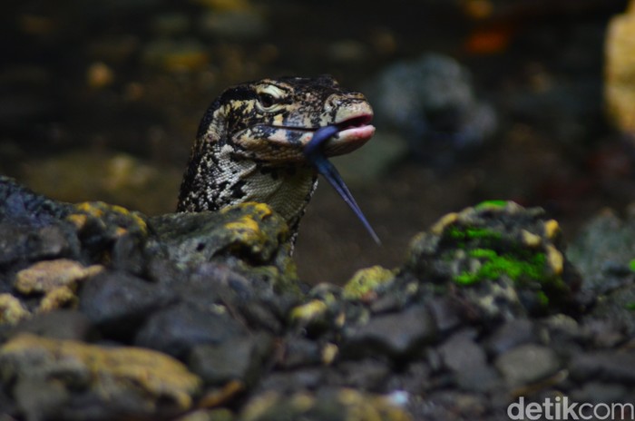 Biawak di sekitar gua Cirengganis Cagar alam Pangandaran menambah daya tarik. Biawak di sekitar gua Cirengganis Cagar alam Pangandaran menambah daya tarik.