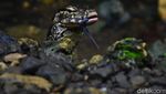 Potret Biawak Jinak di Mata Air Gua Cirengganis Pangandaran
