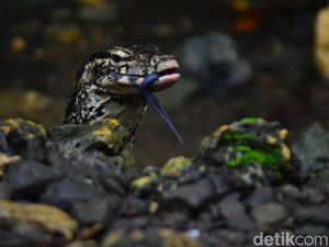 Potret Biawak Jinak di Mata Air Gua Cirengganis Pangandaran