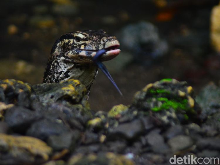 Potret Biawak Jinak di Mata Air Gua Cirengganis Pangandaran