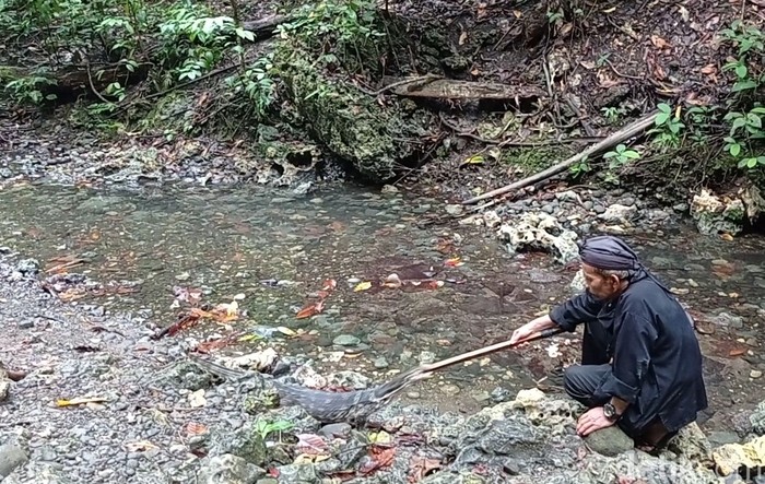 Biawak di sekitar gua Cirengganis Cagar alam Pangandaran menambah daya tarik. Biawak di sekitar gua Cirengganis Cagar alam Pangandaran menambah daya tarik.